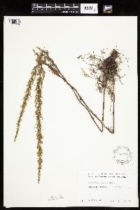 Artemisia campestris subsp. caudata image