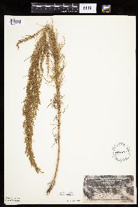 Artemisia campestris subsp. caudata image