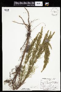 Artemisia campestris subsp. caudata image