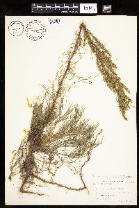 Artemisia campestris subsp. caudata image