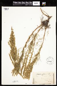 Artemisia campestris subsp. caudata image