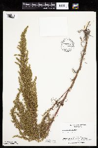 Artemisia campestris image
