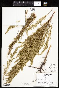 Artemisia campestris image