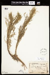 Artemisia campestris subsp. caudata image