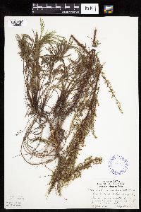 Artemisia campestris subsp. caudata image
