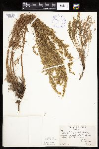 Artemisia campestris subsp. caudata image