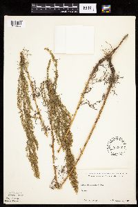 Artemisia campestris subsp. caudata image