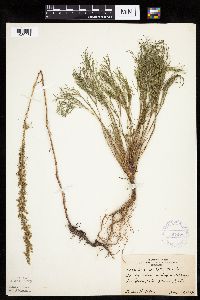 Artemisia campestris image
