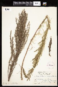 Artemisia campestris subsp. caudata image