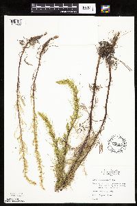 Artemisia campestris subsp. caudata image