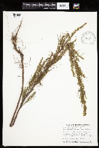 Artemisia campestris subsp. caudata image