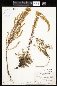Artemisia campestris subsp. caudata image