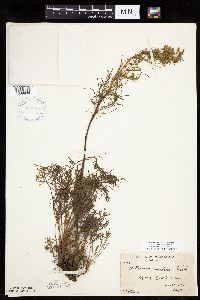 Artemisia campestris subsp. caudata image