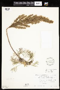 Artemisia campestris subsp. caudata image