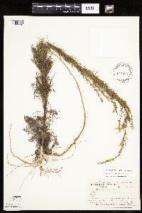 Artemisia campestris image
