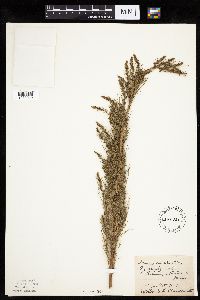 Artemisia campestris subsp. caudata image