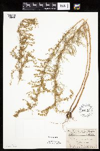 Artemisia campestris image