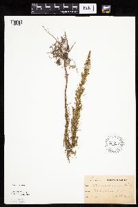 Artemisia campestris subsp. caudata image