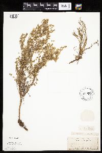 Artemisia campestris subsp. caudata image