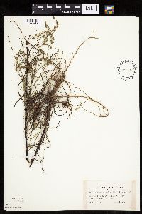 Artemisia campestris subsp. caudata image