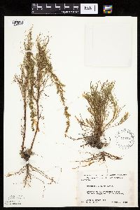 Artemisia campestris subsp. caudata image