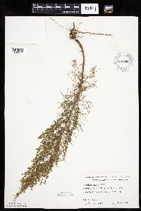 Artemisia campestris subsp. caudata image