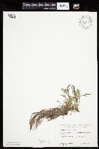 Artemisia campestris subsp. caudata image
