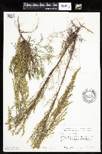Artemisia campestris subsp. caudata image