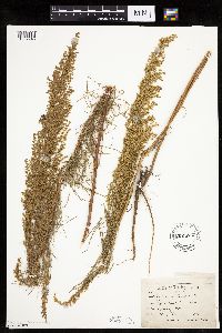 Artemisia campestris subsp. caudata image