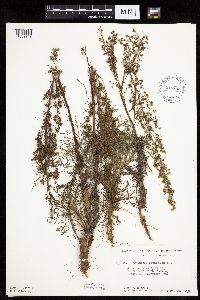 Artemisia campestris subsp. caudata image
