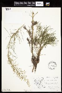 Artemisia campestris image
