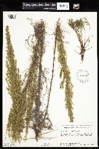 Artemisia campestris image