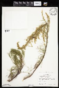 Artemisia campestris subsp. caudata image