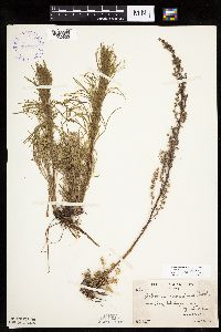 Artemisia campestris subsp. caudata image