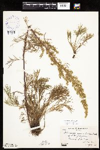 Artemisia campestris subsp. caudata image