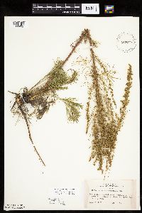 Artemisia campestris subsp. caudata image