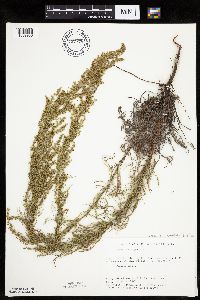 Artemisia campestris subsp. caudata image