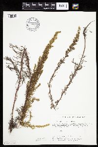 Artemisia campestris image