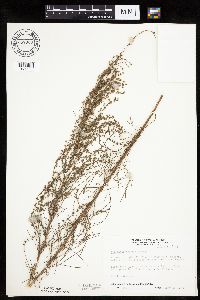 Artemisia campestris subsp. caudata image