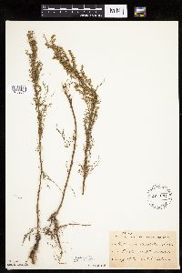 Artemisia campestris subsp. caudata image