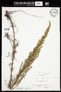 Artemisia campestris subsp. caudata image