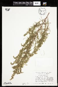 Artemisia campestris subsp. caudata image