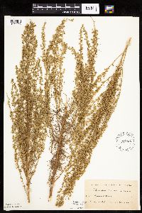 Artemisia campestris subsp. caudata image