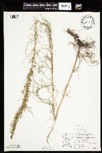 Artemisia campestris subsp. caudata image