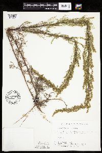 Artemisia campestris subsp. caudata image