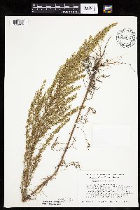 Artemisia campestris subsp. caudata image