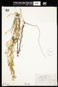 Artemisia campestris subsp. caudata image