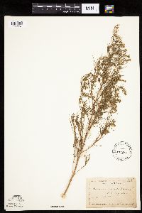 Artemisia campestris subsp. caudata image