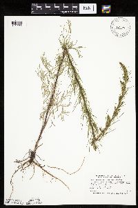 Artemisia campestris subsp. caudata image