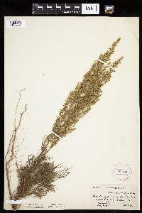 Artemisia campestris subsp. caudata image